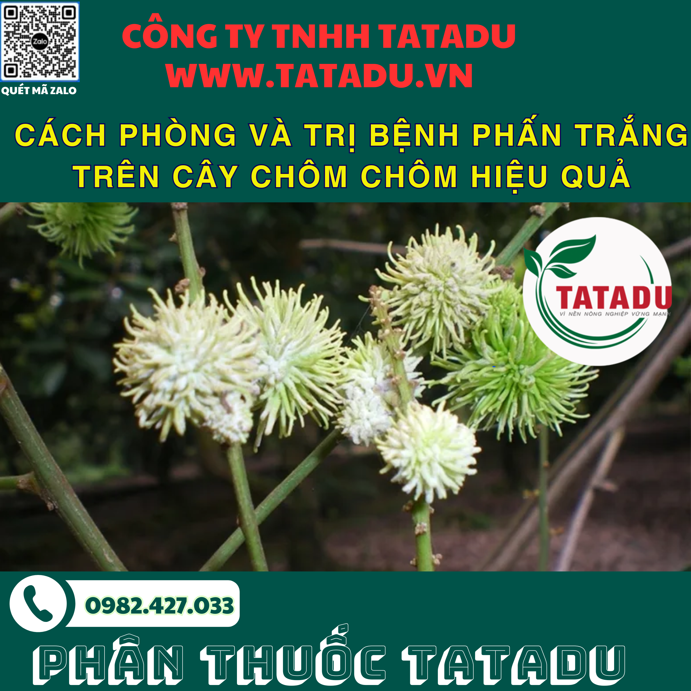 CACH PHONG VA TRI BENH PHAN TRANG TREN CAY CHOM CHOM HIEU QUA