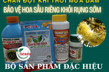 CHẶN ĐỌT KHI TRỜI MƯA DẦM, BẢO VỆ HOA SẦU RIÊNG KHỎI RỤNG SỚM