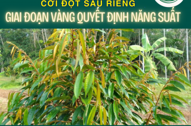 6 KỸ THUẬT VÀNG CHĂM SÓC CƠI ĐỌT SẦU RIÊNG GIÚP CÂY KHỎE – LÁ ĐỒNG ĐỀU – NĂNG SUẤT BỨT PHÁ