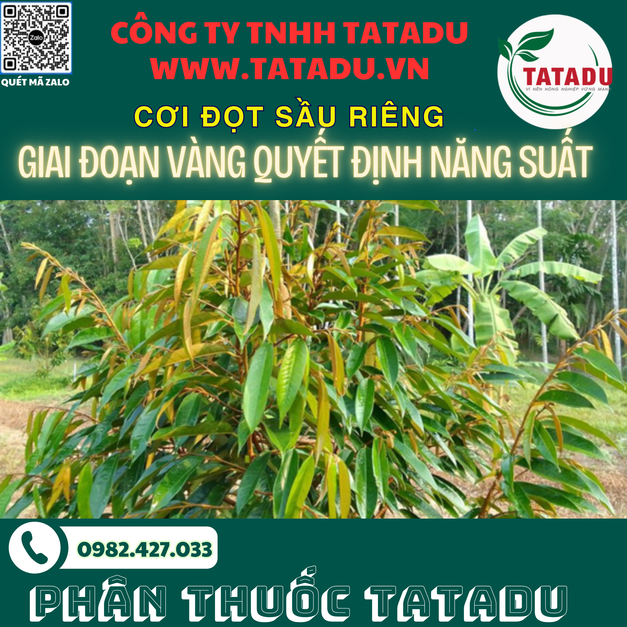 COI DOT SAU RIENG – GIAI DOAN VANG QUYET DINH NANG SUAT