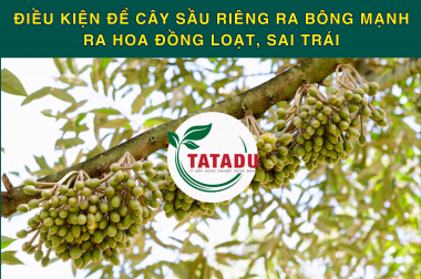 ĐIỀU KIỆN ĐỂ CÂY SẦU RIÊNG RA BÔNG MẠNH – RA HOA ĐỒNG LOẠT, SAI TRÁI