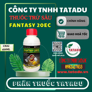 FANTASY 20EC QUATAR