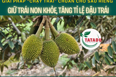 GIẢI PHÁP “CHẠY TRÁI” CHUẨN CHO SẦU RIÊNG – GIỮ TRÁI NON KHỎE, TĂNG TỈ LỆ ĐẬU TRÁI