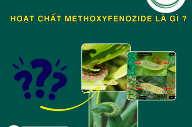 HOẠT CHẤT METHOXYFENOZIDE LÀ GÌ ? CÓ PHẢI HOẠT CHẤT MỚI TRONG BẢO VỆ THỰC VẬT KHÔNG ?