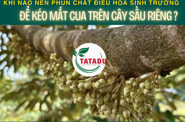KHI NÀO NÊN PHUN CHẤT ĐIỀU HOÀ SINH TRƯỞNG ĐỂ KÉO MẮT CUA TRÊN CÂY SẦU RIÊNG ?