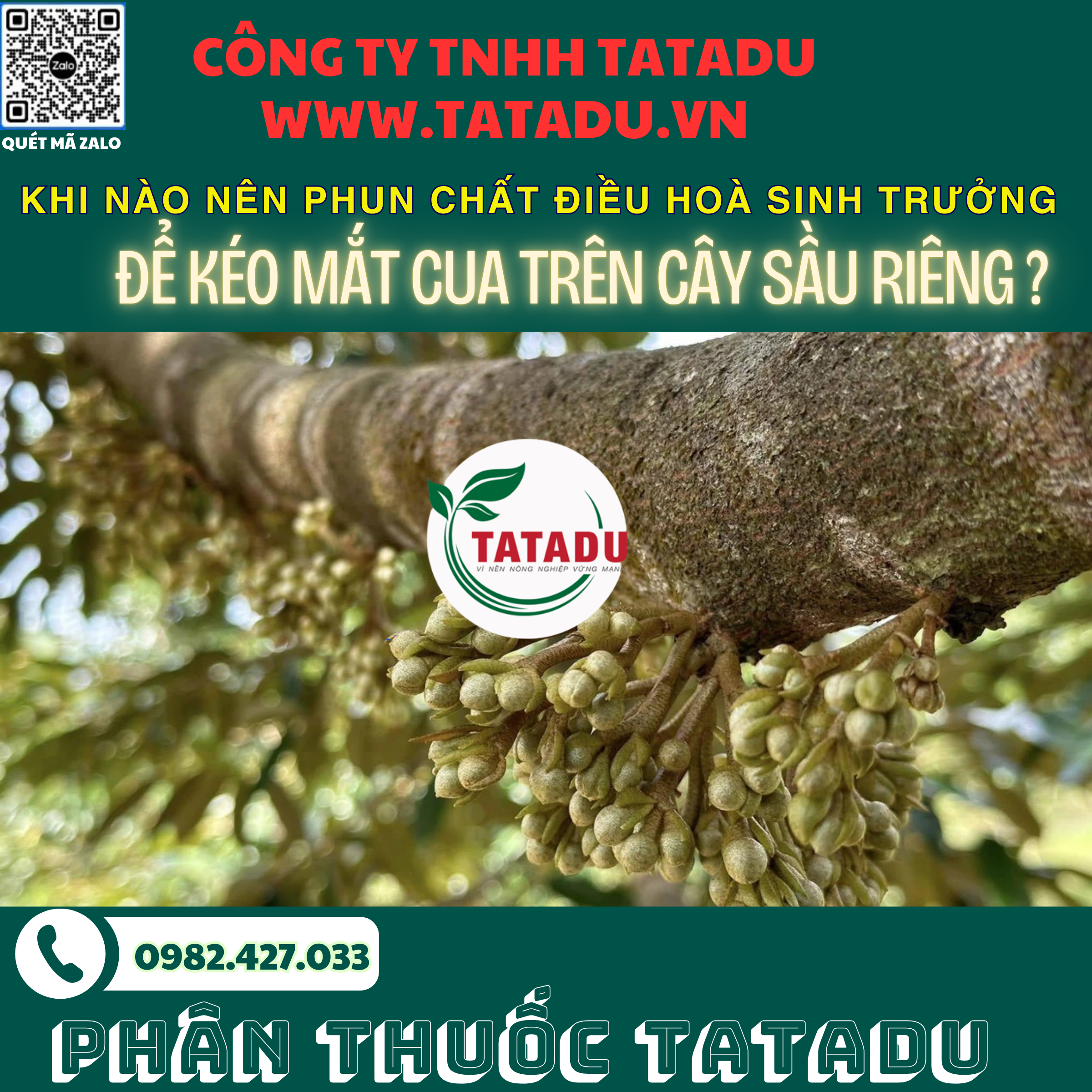 KHI NAO NEN PHUN CHAT DIEU HOA SINH TRUONG DE KEO MAT CUA TREN CAY SAU RIENG