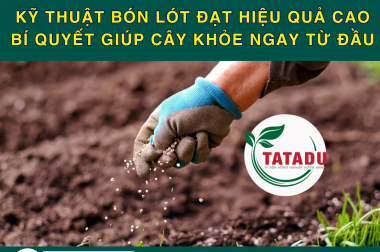 KỸ THUẬT BÓN LÓT ĐẠT HIỆU QUẢ CAO – BÍ QUYẾT GIÚP CÂY KHỎE NGAY TỪ ĐẦU