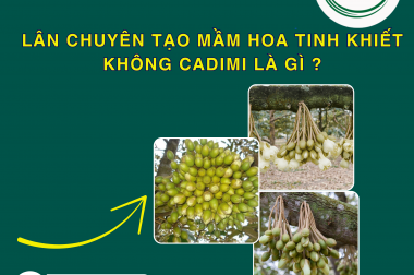 LÂN CHUYÊN TẠO MẦM HOA TINH KHIẾT KHÔNG CADIMI LÀ GÌ ?