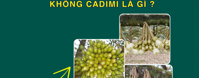 LAN CHUYEN TAO MAM HOA TINH KHIET KHONG CADIMI LA GI