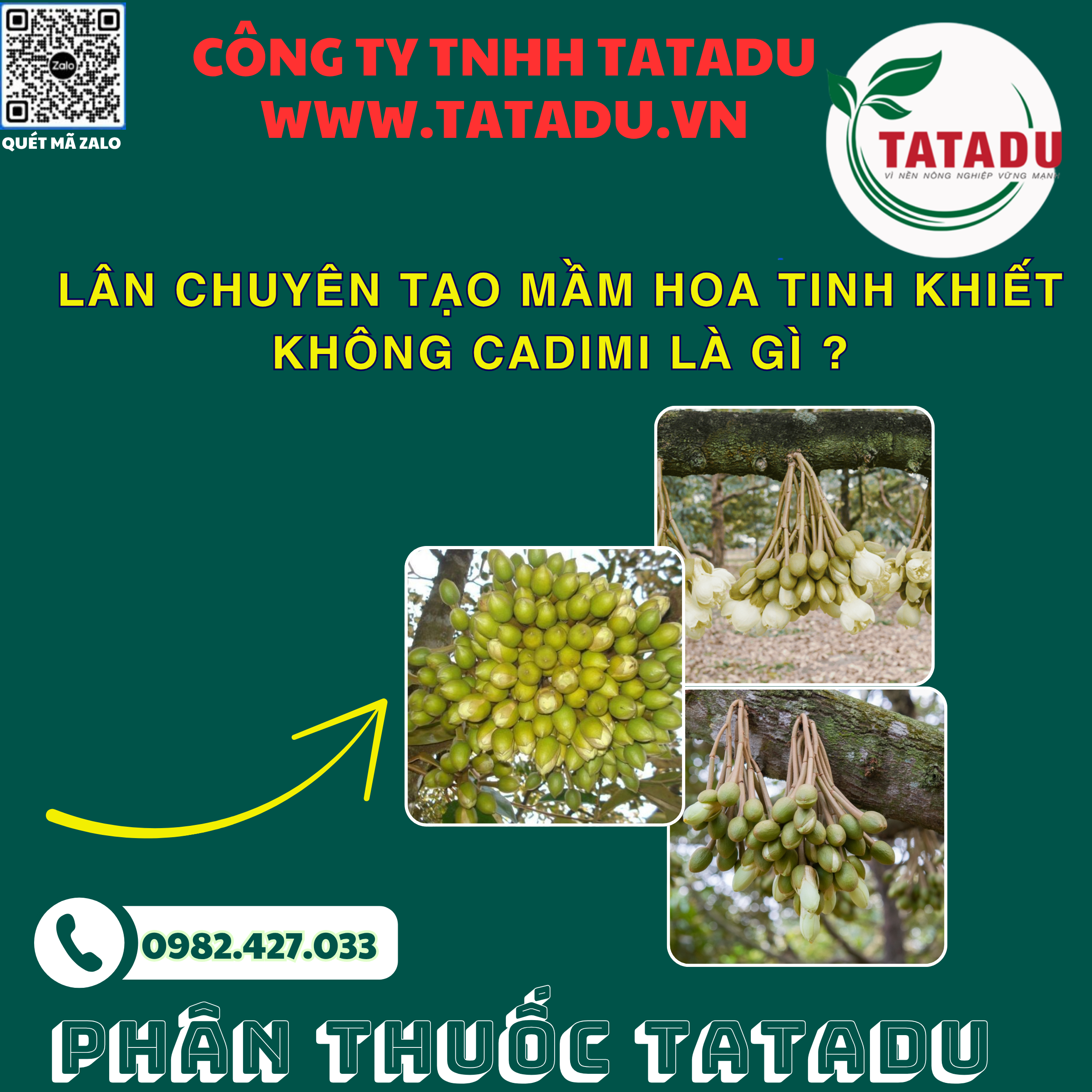 LAN CHUYEN TAO MAM HOA TINH KHIET KHONG CADIMI LA GI LAN CHUYEN TAO MAM HOA TINH KHIET KHONG CADIMI LA GI