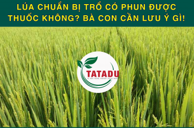 LÚA CHUẨN BỊ TRỔ CÓ PHUN ĐƯỢC THUỐC KHÔNG? BÀ CON CẦN LƯU Ý GÌ!