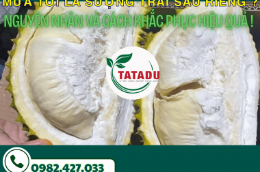 MƯA TỚI LÀ SƯỢNG TRÁI SẦU RIÊNG? NGUYÊN NHÂN VÀ CÁCH KHẮC PHỤC HIỆU QUẢ!
