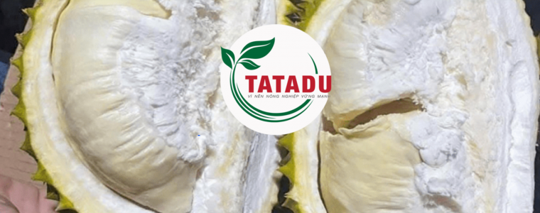 MUA TOI LA SUONG TRAI SAU RIENG NGUYEN NHAN VA CACH KHAC PHUC HIEU QUA