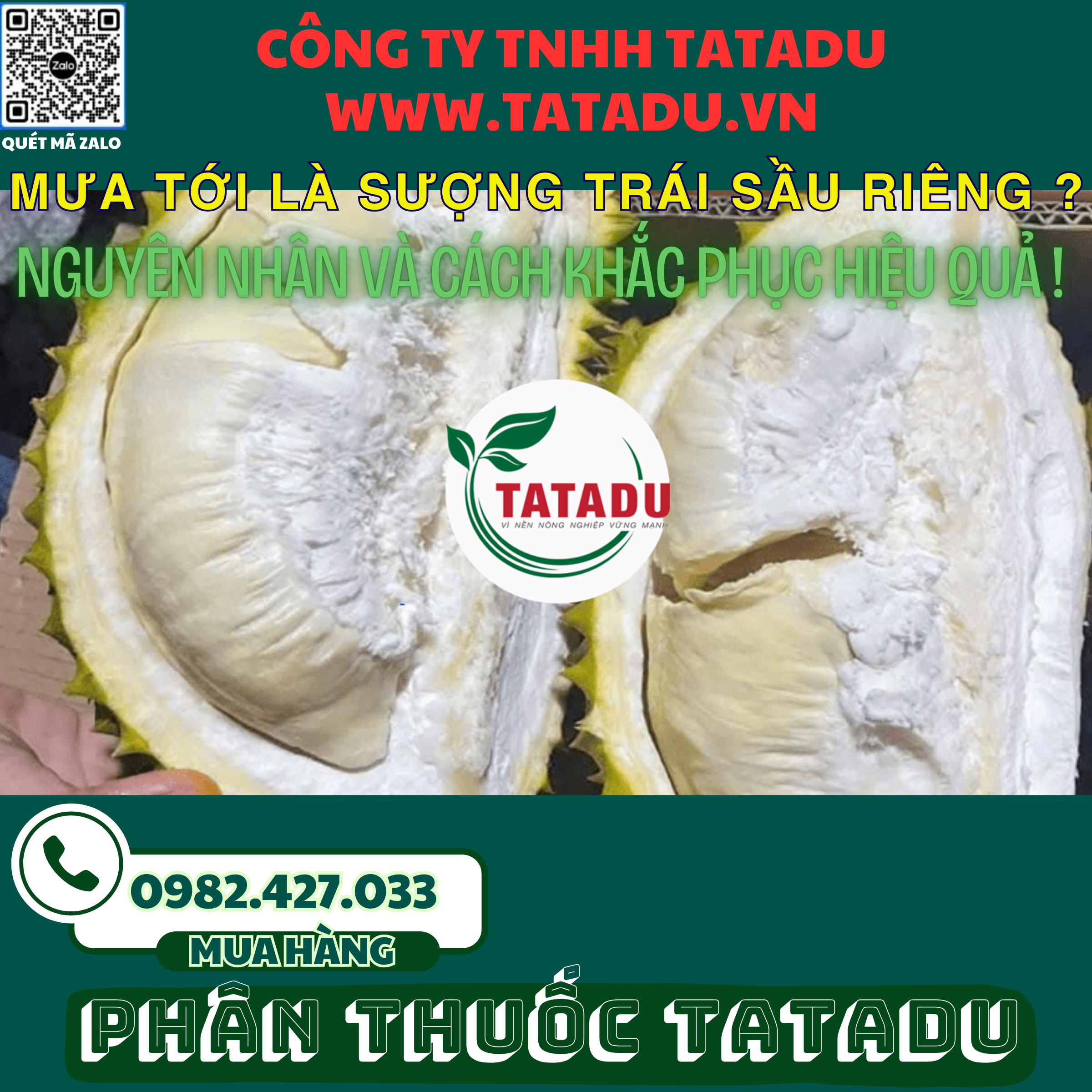 MUA TOI LA SUONG TRAI SAU RIENG NGUYEN NHAN VA CACH KHAC PHUC HIEU QUA
