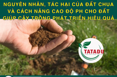 NGUYÊN NHÂN, TÁC HẠI CỦA ĐẤT CHUA VÀ CÁCH NÂNG CAO ĐỘ pH CHO ĐẤT GIÚP CÂY TRỒNG PHÁT TRIỂN HIỆU QUẢ