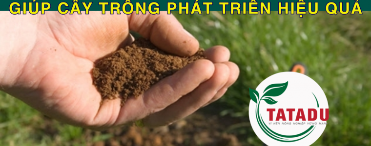 NGUYEN NHAN TAC HAI CUA DAT CHUA VA CACH NANG CAO DO pH CHO DAT GIUP CAY TRONG PHAT TRIEN HIEU QUA