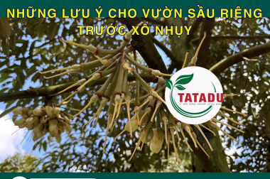 NHỮNG LƯU Ý CHO VƯỜN SẦU RIÊNG TRƯỚC XỔ NHỤY – TĂNG TỶ LỆ ĐẬU TRÁI, HẠN CHẾ RỤNG HOA