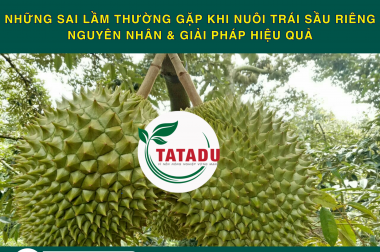 NHỮNG SAI LẦM THƯỜNG GẶP KHI NUÔI TRÁI SẦU RIÊNG – NGUYÊN NHÂN & GIẢI PHÁP HIỆU QUẢ
