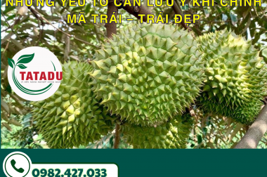 NHỮNG YẾU TỐ CẦN LƯU Ý KHI CHỈNH MÃ TRÁI – TRÁI ĐẸP BẮT ĐẦU TỪ CÁCH NUÔI DƯỠNG