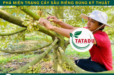 PHÁ MIÊN TRẠNG CÂY SẦU RIÊNG ĐÚNG KỸ THUẬT – BẬT ĐỌT MẠNH, RA HOA ĐỒNG LOẠT