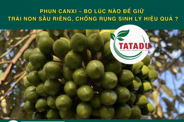 PHUN CANXI – BO LÚC NÀO ĐỂ GIỮ TRÁI NON SẦU RIÊNG, CHỐNG RỤNG SINH LÝ HIỆU QUẢ ?