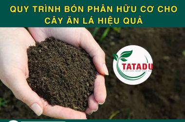 QUY TRÌNH BÓN PHÂN HỮU CƠ CHO CÂY ĂN LÁ HIỆU QUẢ – XANH TƯƠI, AN TOÀN, NĂNG SUẤT CAO