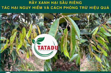 RẦY XANH HẠI SẦU RIÊNG – TÁC HẠI NGUY HIỂM VÀ CÁCH PHÒNG TRỪ HIỆU QUẢ
