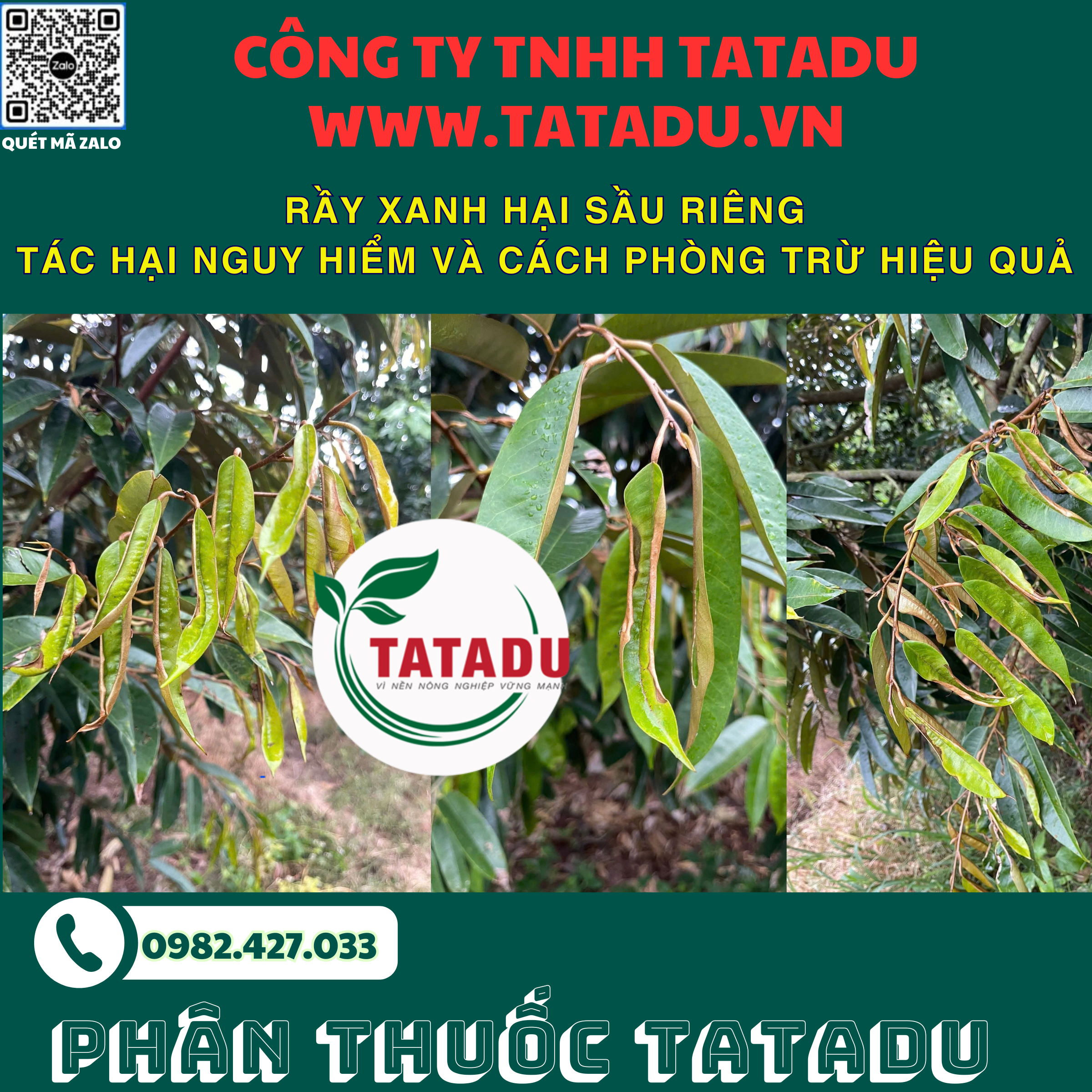 RAY XANH HAI SAU RIENG TAC HAI NGUY HIEM VA CACH PHONG TRU HIEU QUA