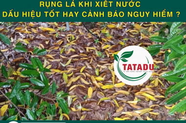 RỤNG LÁ KHI XIẾT NƯỚC – DẤU HIỆU TỐT HAY CẢNH BÁO NGUY HIỂM ?