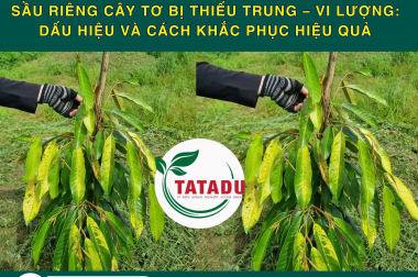 SẦU RIÊNG CÂY TƠ BỊ THIẾU TRUNG – VI LƯỢNG: DẤU HIỆU VÀ CÁCH KHẮC PHỤC HIỆU QUẢ