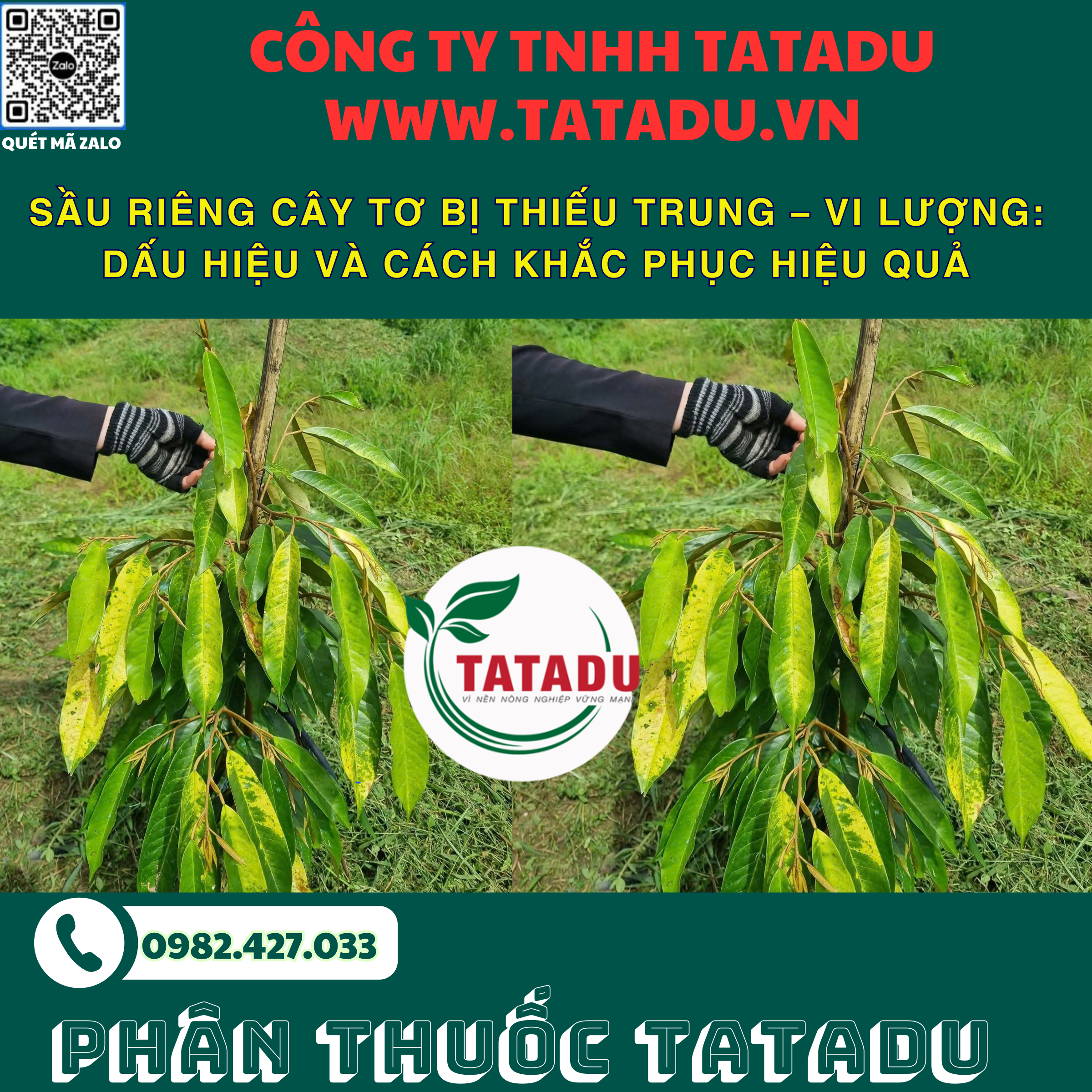 SAU RIENG CAY TO BI THIEU TRUNG – VI LUONG DAU HIEU VA CACH KHAC PHUC HIEU QUA