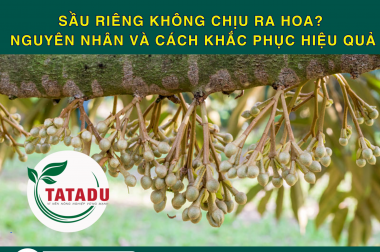 SẦU RIÊNG KHÔNG CHỊU RA HOA? NGUYÊN NHÂN VÀ CÁCH KHẮC PHỤC HIỆU QUẢ