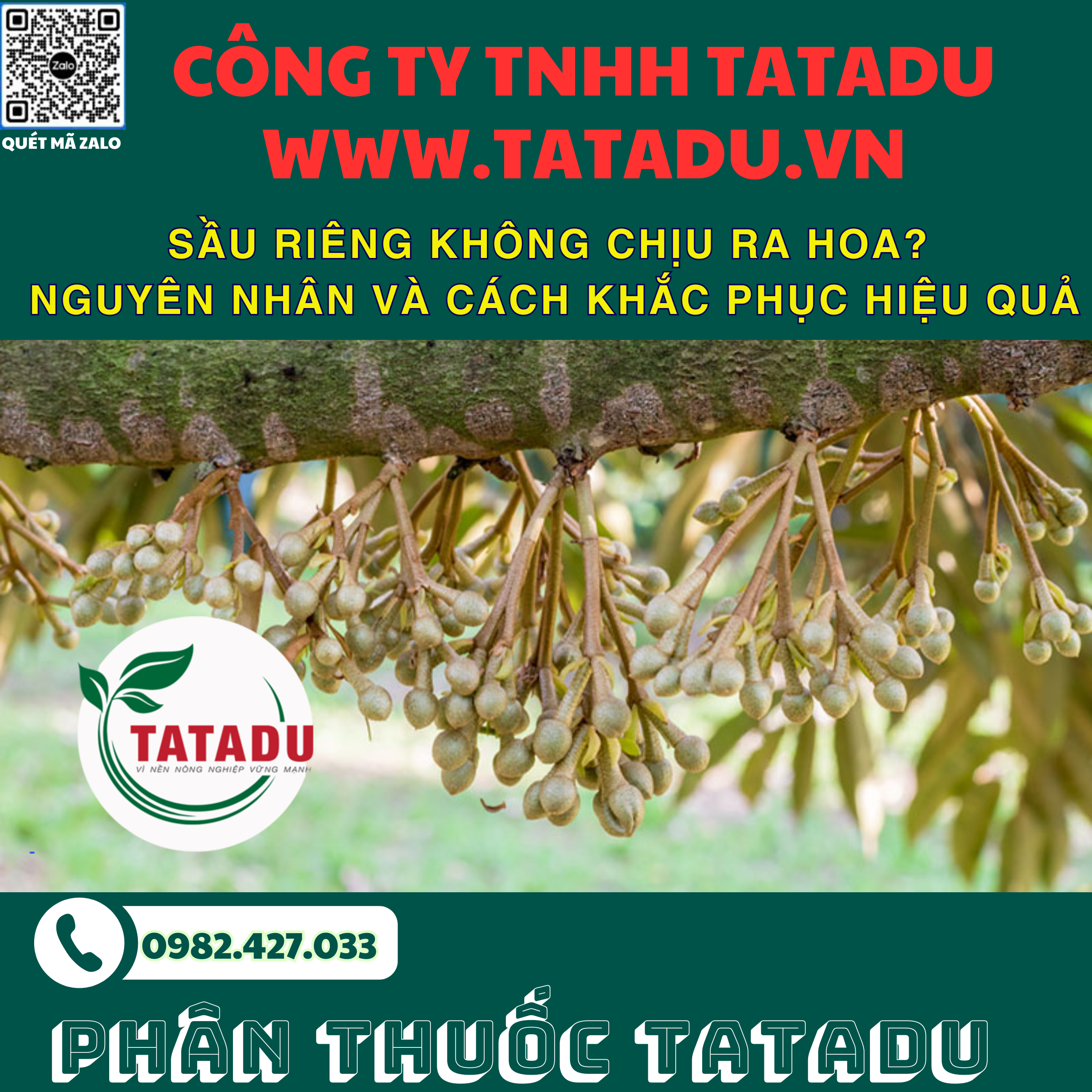 SAU RIENG KHONG CHIU RA HOA NGUYEN NHAN VA CACH KHAC PHUC HIEU QUA SAU RIENG KHONG CHIU RA HOA NGUYEN NHAN VA CACH KHAC PHUC HIEU QUA