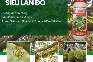 SIÊU LÂN ĐỎ – GIẢI PHÁP KÍCH MẦM MẠNH, BỨT PHÁ HOA TRÁI