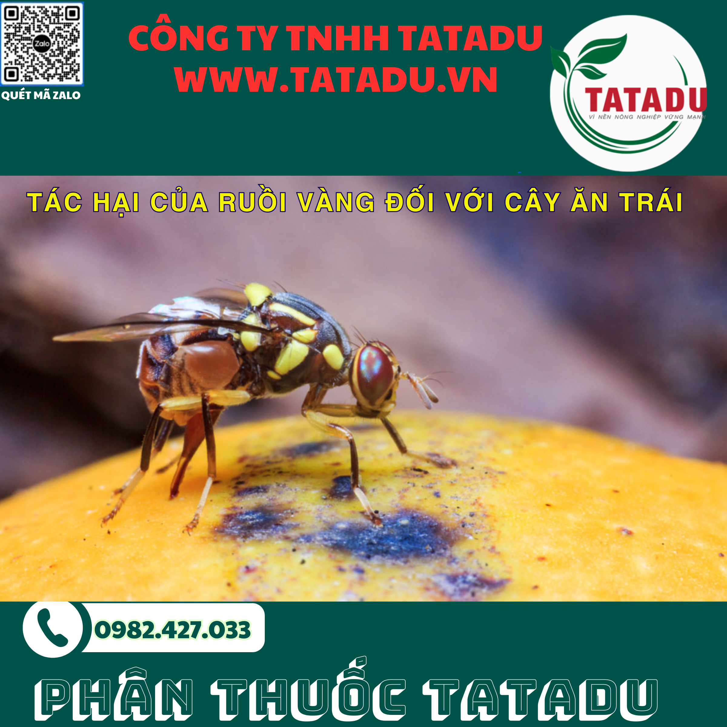 TAC HAI CUA RUOI VANG DOI VOI CAY AN TRAI TAC HAI CUA RUOI VANG DOI VOI CAY AN TRAI
