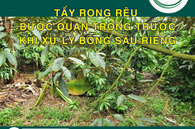 TẨY RONG RÊU – BƯỚC QUAN TRỌNG TRƯỚC KHI XỬ LÝ BÔNG SẦU RIÊNG