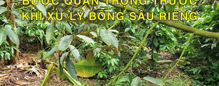 TAY RONG REU BUOC QUAN TRONG TRUOC KHI XU LY BONG SAU RIENG