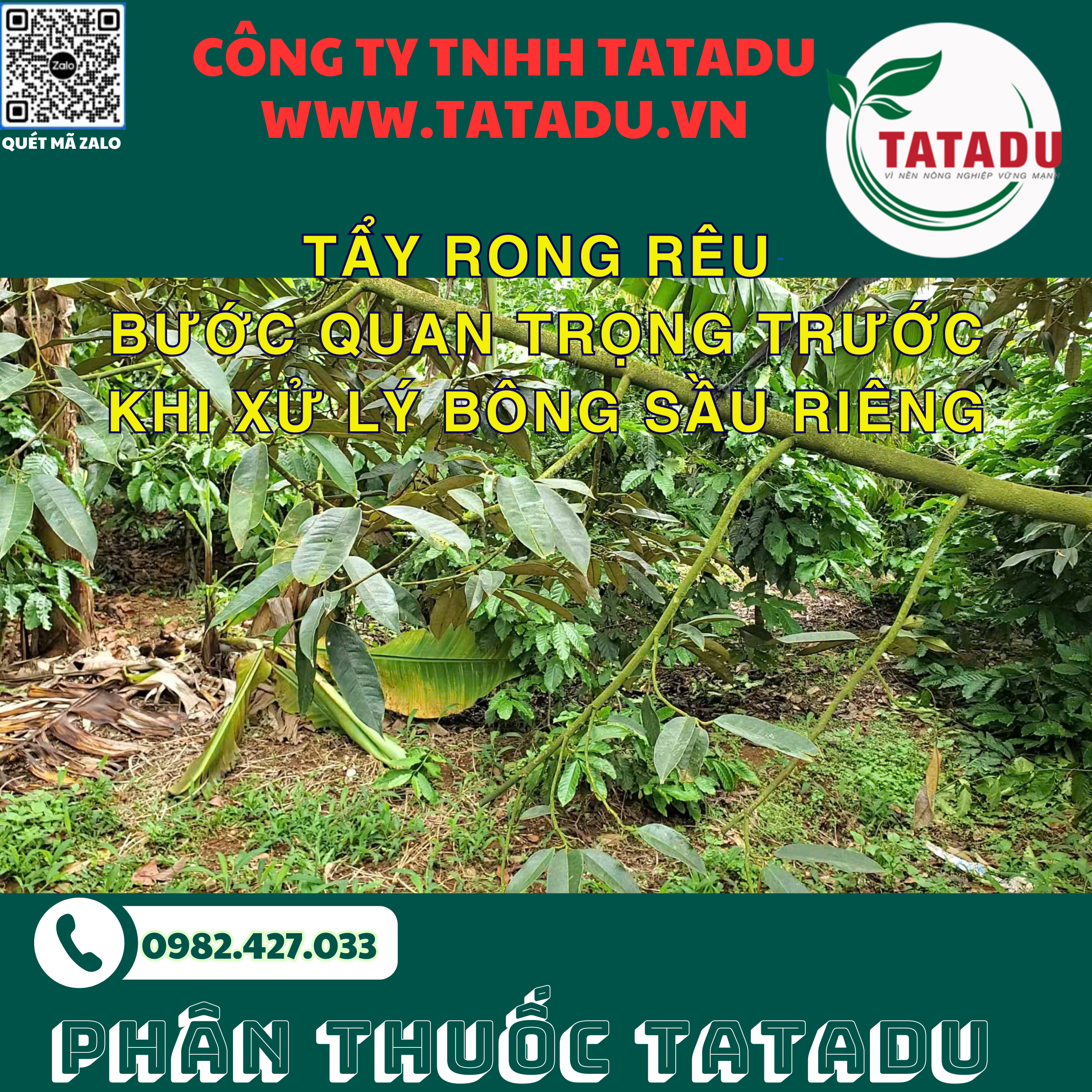 TAY RONG REU BUOC QUAN TRONG TRUOC KHI XU LY BONG SAU RIENG