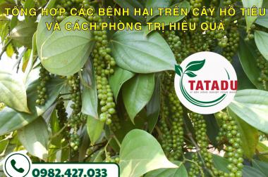 TỔNG HỢP CÁC BỆNH HẠI TRÊN CÂY HỒ TIÊU VÀ CÁCH PHÒNG TRỊ HIỆU QUẢ