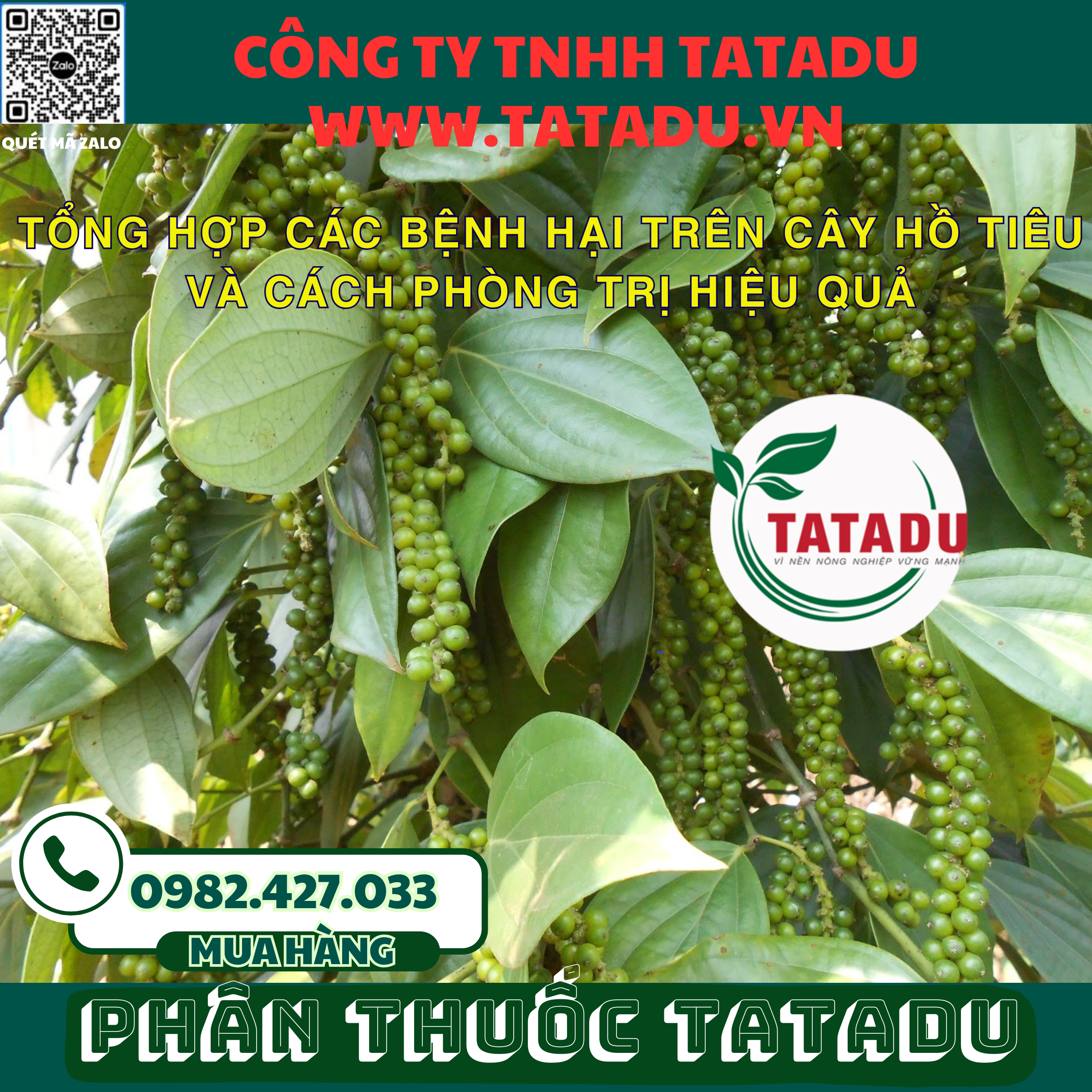 TONG HOP CAC BENH HAI TREN CAY HO TIEU VA CACH PHONG TRI HIEU QUA