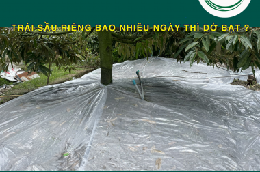 TRÁI SẦU RIÊNG BAO NHIÊU NGÀY THÌ DỞ BẠT ?