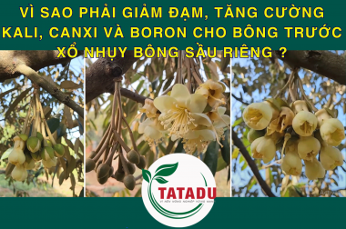 VÌ SAO PHẢI GIẢM ĐẠM, TĂNG CƯỜNG KALI, CANXI VÀ BORON CHO BÔNG TRƯỚC XỔ NHỤY BÔNG SẦU RIÊNG ?