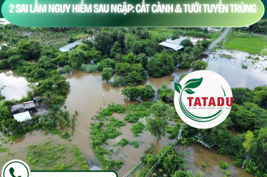 2 SAI LẦM NGUY HIỂM SAU NGẬP: CẮT CÀNH VÀ TƯỚI TUYẾN TRÙNG