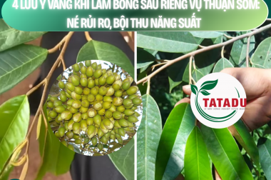 4 LƯU Ý VÀNG KHI LÀM BÔNG SẦU RIÊNG VỤ THUẬN SỚM: NÉ RỦI RO, BỘI THU NĂNG SUẤT