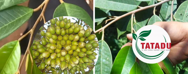 4 LUU Y VANG KHI LAM BONG SAU RIENG VU THUAN SOM