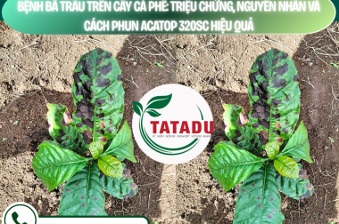 BỆNH BÃ TRẦU TRÊN CÂY CÀ PHÊ: TRIỆU CHỨNG, NGUYÊN NHÂN VÀ CÁCH PHUN ACATOP 320SC HIỆU QUẢ