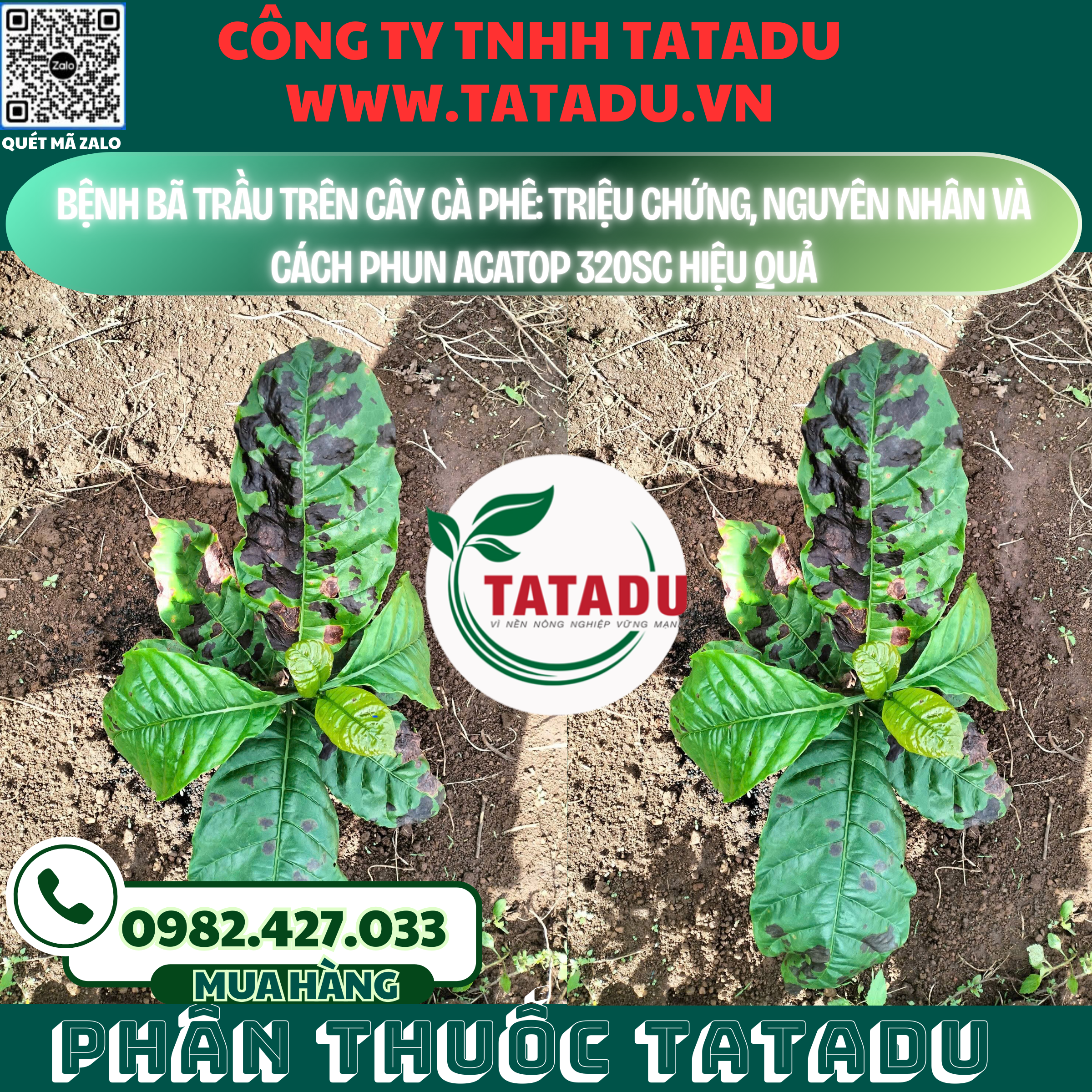 BENH BA TRAU TREN CAY CA PHE TRIEU CHUNG NGUYEN NHAN VA CACH PHUN ACATOP 320SC HIEU QUA