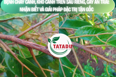 BỆNH CHÁY CÀNH, KHÔ CÀNH TRÊN SẦU RIÊNG, CÂY ĂN TRÁI: NHẬN BIẾT VÀ GIẢI PHÁP ĐẶC TRỊ TẬN GỐC