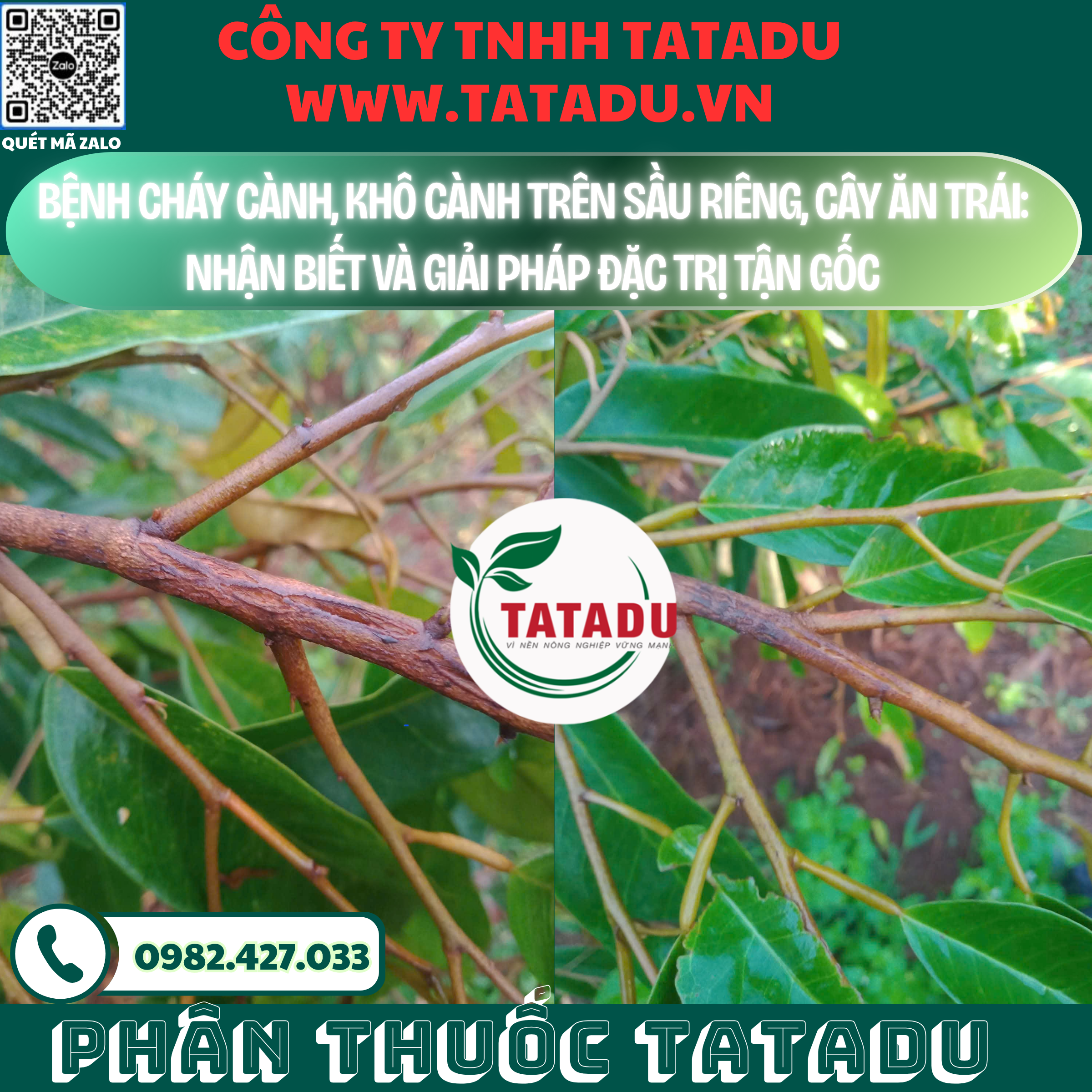 BENH CHAY CANH KHO CANH TREN SAU RIENG CAY AN TRAI NHAN BIET VA GIAI PHAP DAC TRI TAN GOC