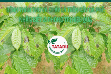BỆNH THÁN THƯ VÀ CHÁY LÁ TRÊN CÂY CÀ PHÊ: NHẬN BIẾT & PHÒNG TRỊ HIỆU QUẢ